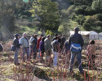 convenio-indap-2014-arandanos