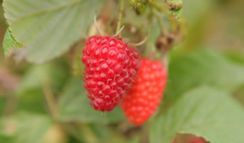 nuevas variedades frambuesas2