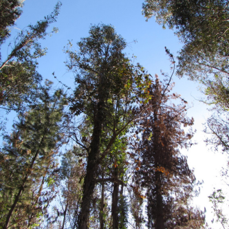 día mundial del arbol web