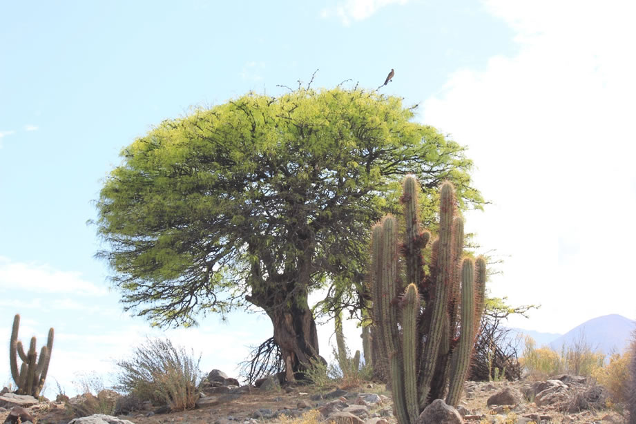 biodiversidad14