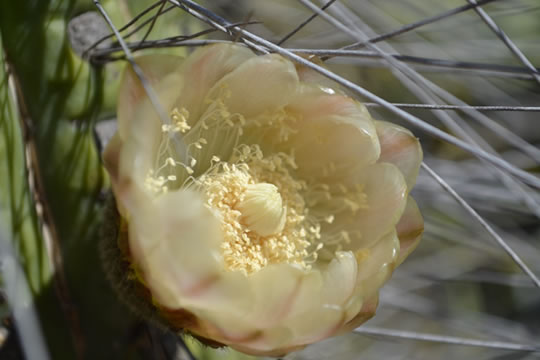 biodivesidad2