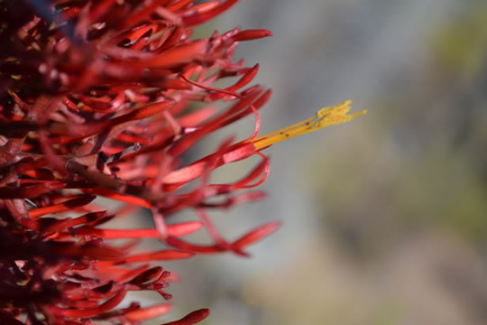 biodivesidad4