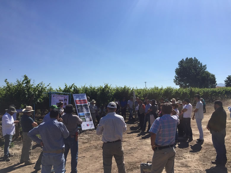 original dia de campo Super Fruit