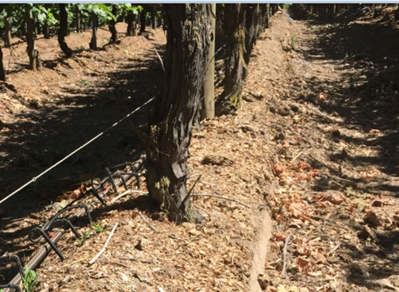 SuperFruit nano riego