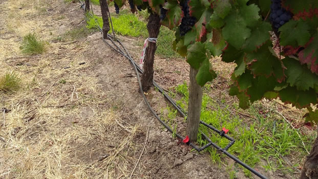 secado raices carmenere