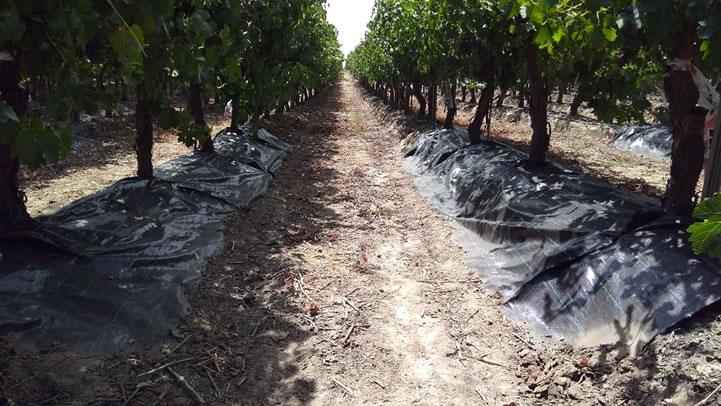 tratamiento antimalezas cabernet sauvignon