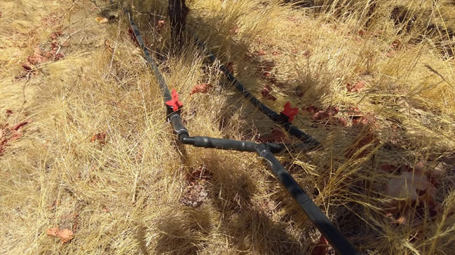 tratamiento secado parcial Merlot